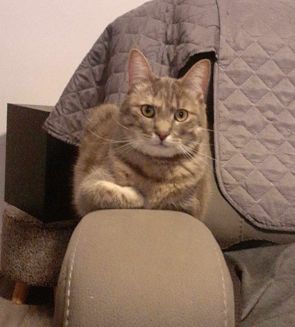 Chanel a rejoint le concours — aidez-le/la à gagner de superbes lots ! animal, armrest, cat, close_up, couch, cozy, curious, domestic_animal, ears, feline, furniture, home, indoor, pet, quilted_blanket, relaxed, seated, soft_lighting, tabby_cat, whiskers