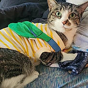 Oscar is registered to the contest to win money with this photo: cat, tabby_cat, pet, animal, feline, striped_clothing, harness, green, yellow, blanket, bed, cozy, indoors, portrait, close_up, wide_eyes, whiskers, relaxed, lying_down, funny