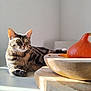 Loki a rejoint le concours — aidez-le/la à gagner de superbes lots ! animal, cat, closeup, cozy, domestic_animal, feline, indoor, minimalist, natural_light, orange, pet, pumpkin, quiet, relaxing, shadow, still_life, sunlight, tabby, table, wooden_bowl