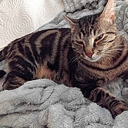 Loki a rejoint le concours — aidez-le/la à gagner de superbes lots ! animal, blanket, cat, comfort, cozy, cute, domestic, feline, fur, indoor, lying_down, mammal, pet, relaxed, resting, sleepy, soft, striped, tabby, whiskers