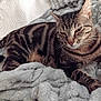 animal, blanket, cat, comfort, cozy, cute, domestic, feline, fur, indoor, lying_down, mammal, pet, relaxed, resting, sleepy, soft, striped, tabby, whiskers
