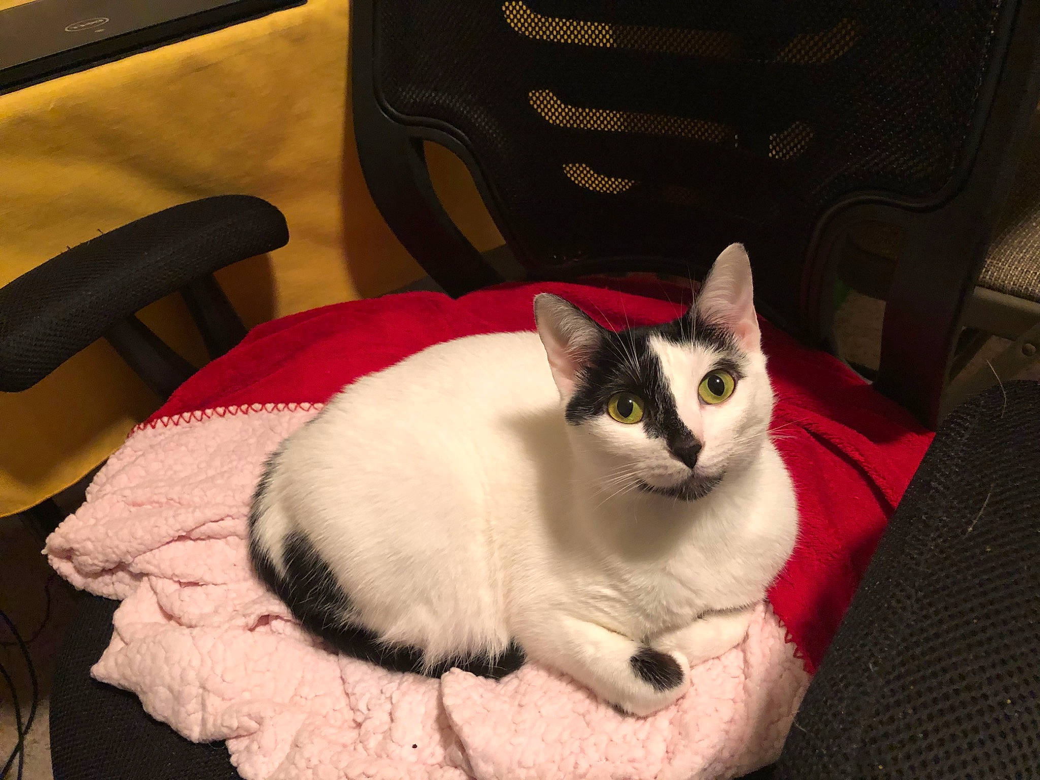 Charlotte joined the competition — help win amazing prizes! balinese, box, carnivore, cat, cat_furniture, cat_supply, chair, comfort, domestic_short_haired_cat, felidae, fur, linens, paw, pet_supply, sitting, small_to_medium_sized_cats, snout, tail, thai, whiskers