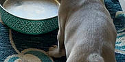 Benji is registered to the contest to win money with this photo: dog, puppy, water_bowl, carpet, indoor, floor, back_view, curious, animal, pet, home, furniture, blue, white, pattern, small_dog, ears, legs, tail, empty_bowl