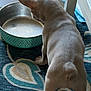 dog, puppy, water_bowl, carpet, indoor, floor, back_view, curious, animal, pet, home, furniture, blue, white, pattern, small_dog, ears, legs, tail, empty_bowl
