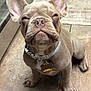 Benji is registered to the contest to win money with this photo: dog, french_bulldog, puppy, collar, tag, indoor, tile_floor, pet, cute, sitting, smiling, ears, face, animal, companion, domestic, small_dog, young, fur, whiskers
