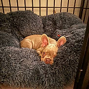 Benji joined the competition — help win amazing prizes! dog, french_bulldog, pet_bed, fluffy, cozy, indoor, resting, cute, ears, animal, fur, snuggling, looking, guard, home, relaxed, comfort, brown, sleepy, cage