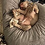 Benji joined the competition — help win amazing prizes! dog, sleeping, cushion, blanket, indoor, pet, relaxing, fur, collar, nap, cozy, paws, sleep, cute, animal, resting, bedroom, fur_texture, comfort, domestic