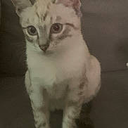 Mila a rejoint le concours — aidez-le/la à gagner de superbes lots ! cat, feline, pet, indoor, couch, sitting, tabby, whiskers, ears, paws, fur, blue_eyes, closeup, portrait, looking_at_camera, curious, low_light, grainy, soft_focus, living_room