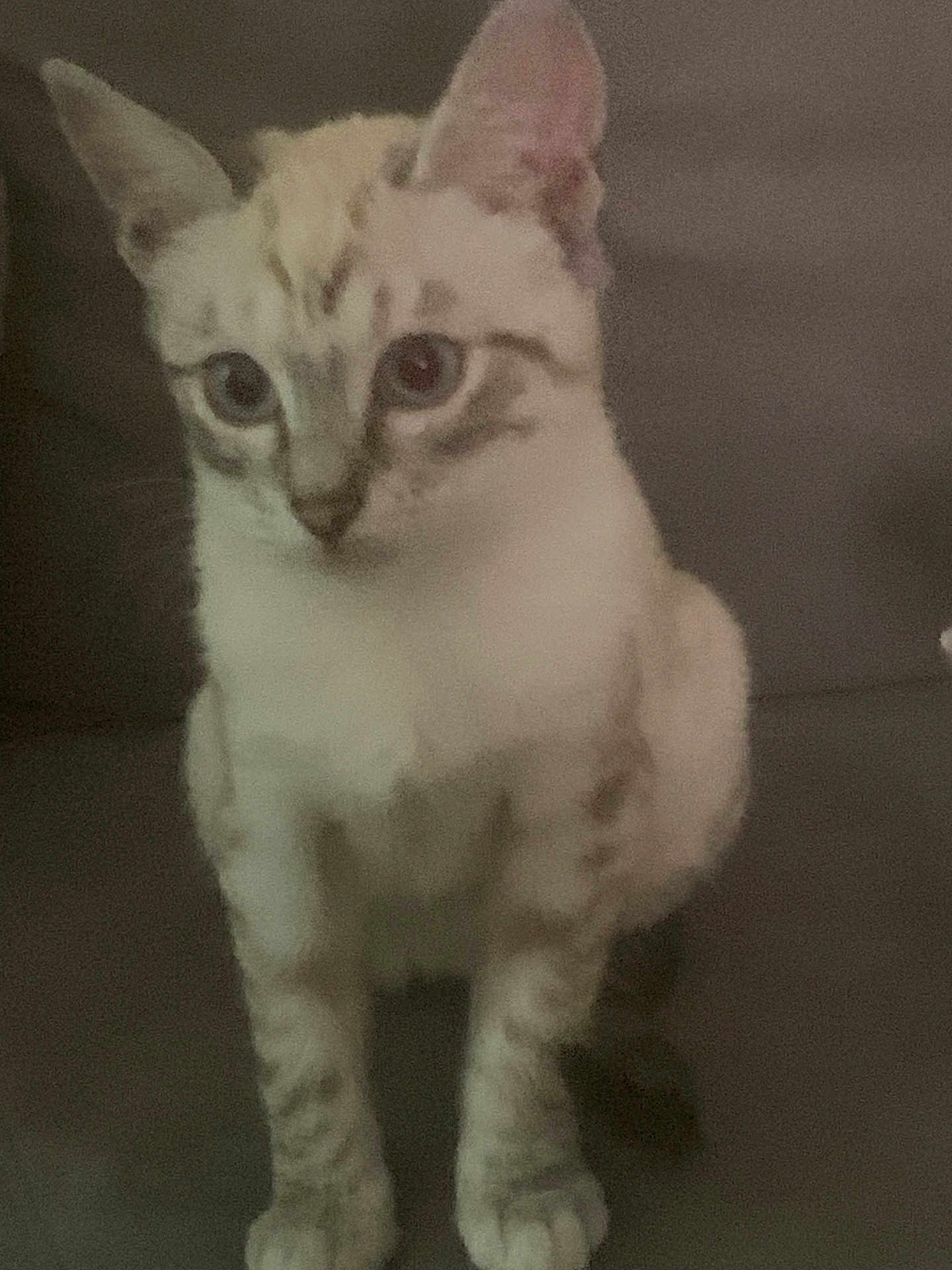 Mila a rejoint le concours — aidez-le/la à gagner de superbes lots ! cat, feline, pet, indoor, couch, sitting, tabby, whiskers, ears, paws, fur, blue_eyes, closeup, portrait, looking_at_camera, curious, low_light, grainy, soft_focus, living_room