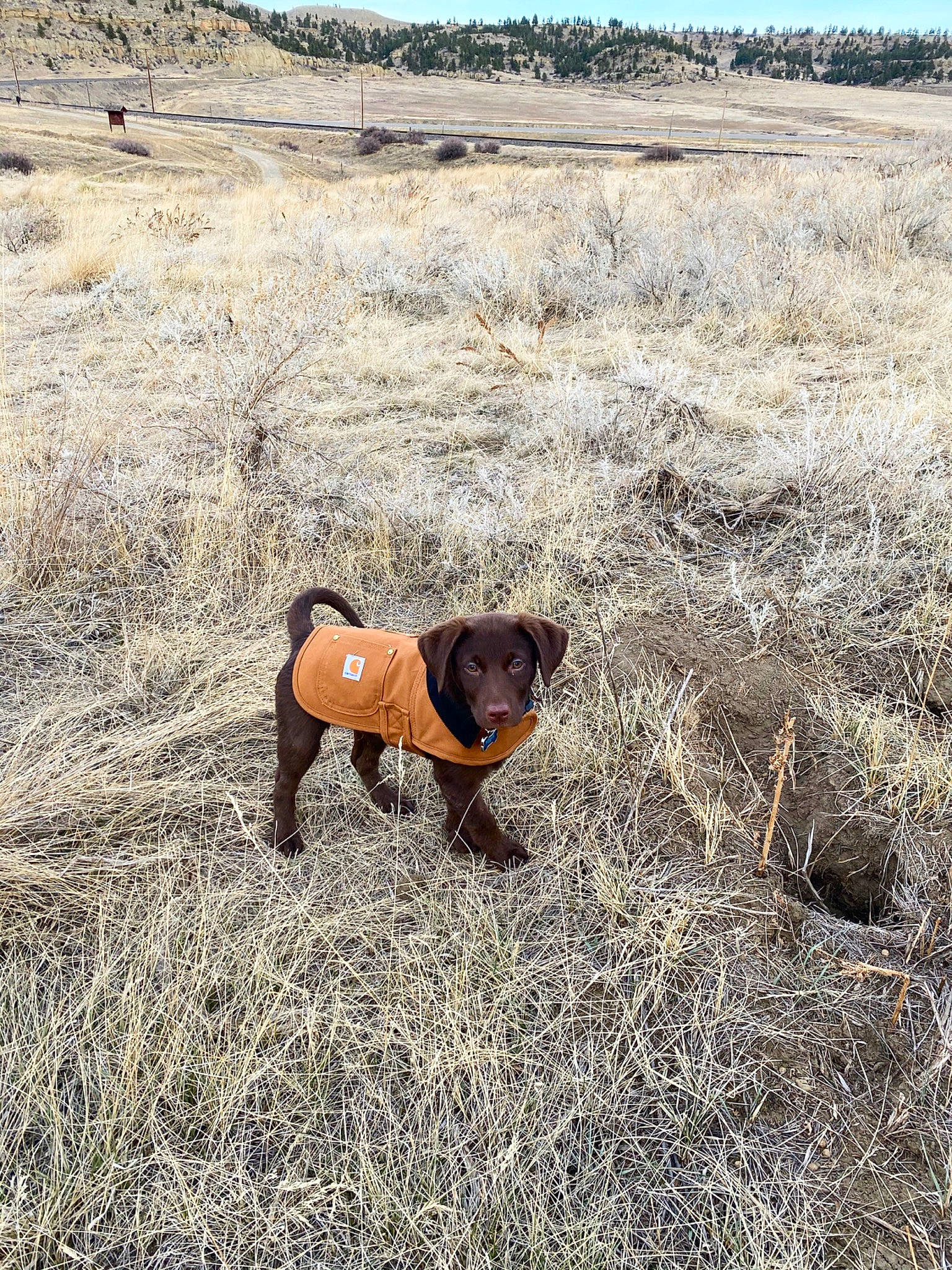 Moose joined the competition — help win amazing prizes! canidae, carnivore, collar, companion_dog, dog, dog_breed, dog_supply, ecoregion, fawn, grassland, liver, mammal, plain, plant_community, prairie, savanna, shrubland, snout, sporting_group, working_animal