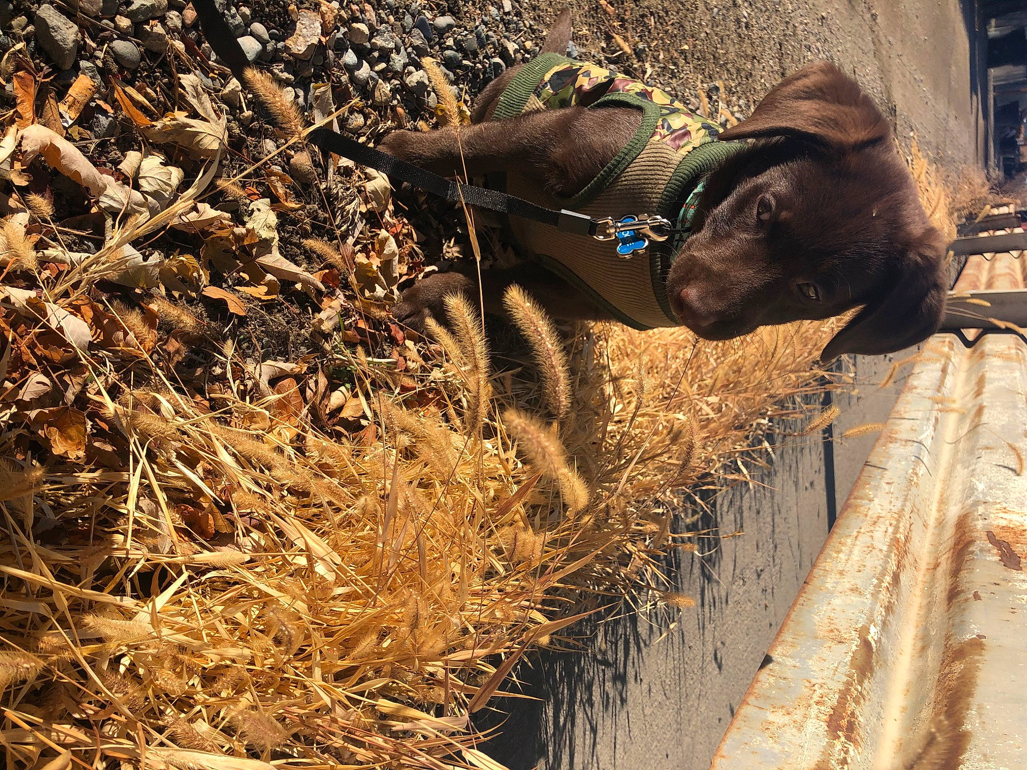 Moose is registered to the contest to win money with this photo: canidae, carnivore, collar, dog_breed, hay, liver, pack_animal, snout, sporting_group, straw, terrestrial_animal, working_animal, working_dog