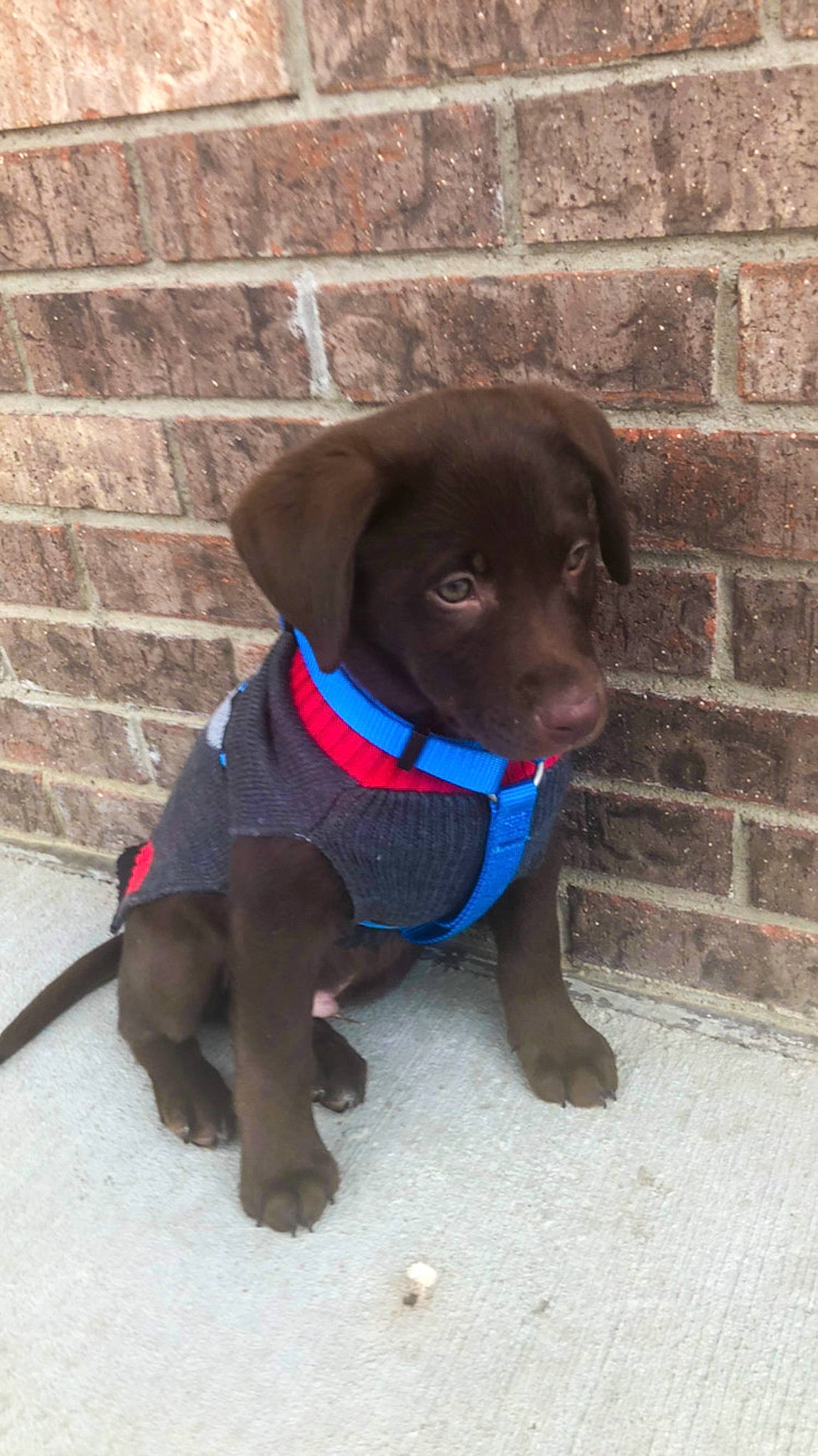 Moose joined the competition — help win amazing prizes! brick, brickwork, canidae, carnivore, collar, companion_dog, dog, dog_breed, dog_collar, dog_supply, fawn, leash, liver, pet_supply, snout, sporting_group, tail, working_animal, working_dog