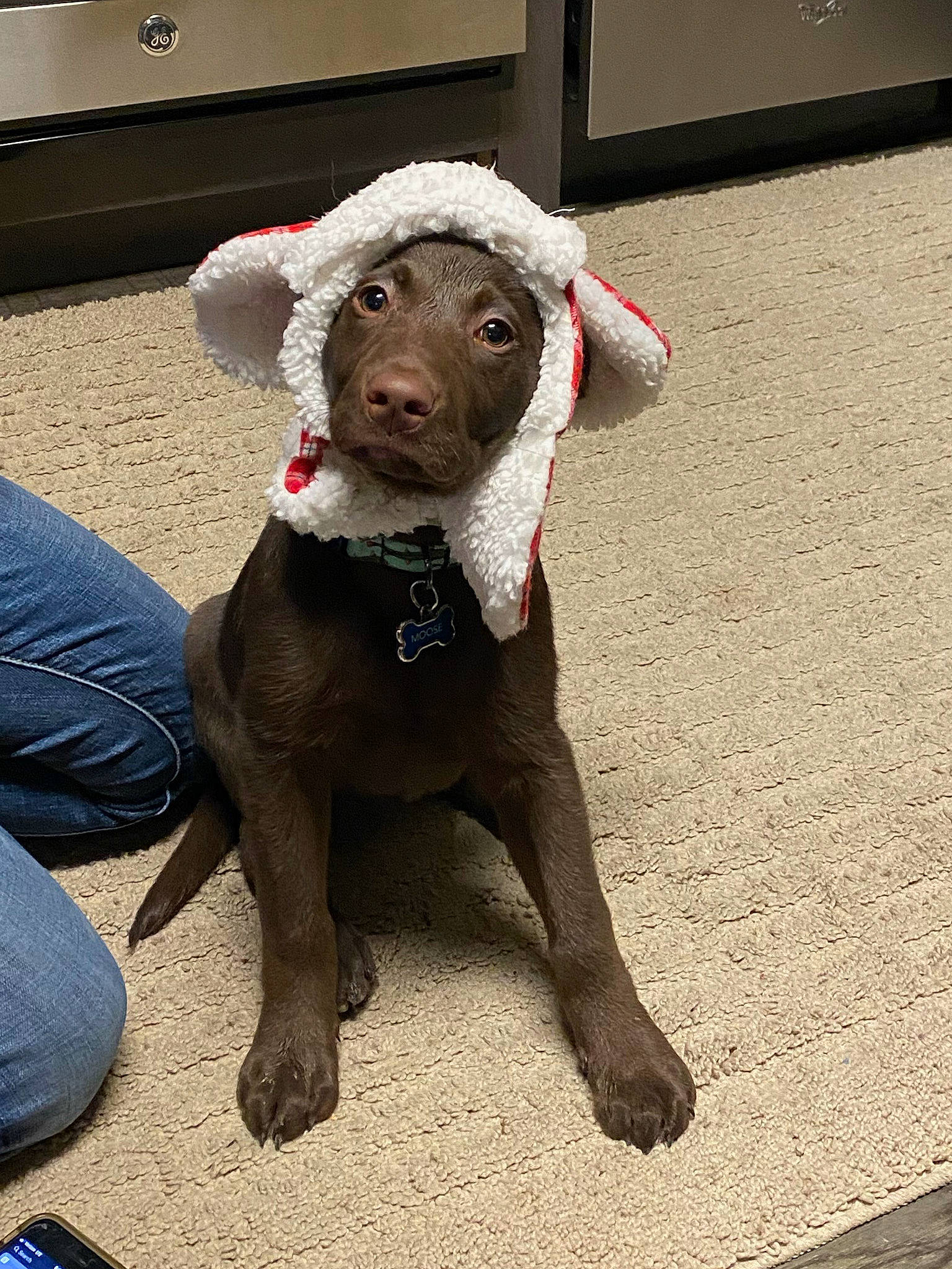 Moose is registered to the contest to win money with this photo: canidae, carnivore, collar, companion_dog, denim, dog, dog_breed, dog_collar, dog_supply, fawn, fur, jeans, liver, pet_supply, snout, sporting_group, stuffed_toy, working_animal