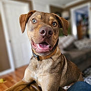 Gino joined the competition — help win amazing prizes! blurry_background, brown_fur, canine, close_up, collar, dog, ears, floor, furniture, happy, indoor, jeans, living_room, open_mouth, person, pet, portrait, smiling, tongue, wooden_floor