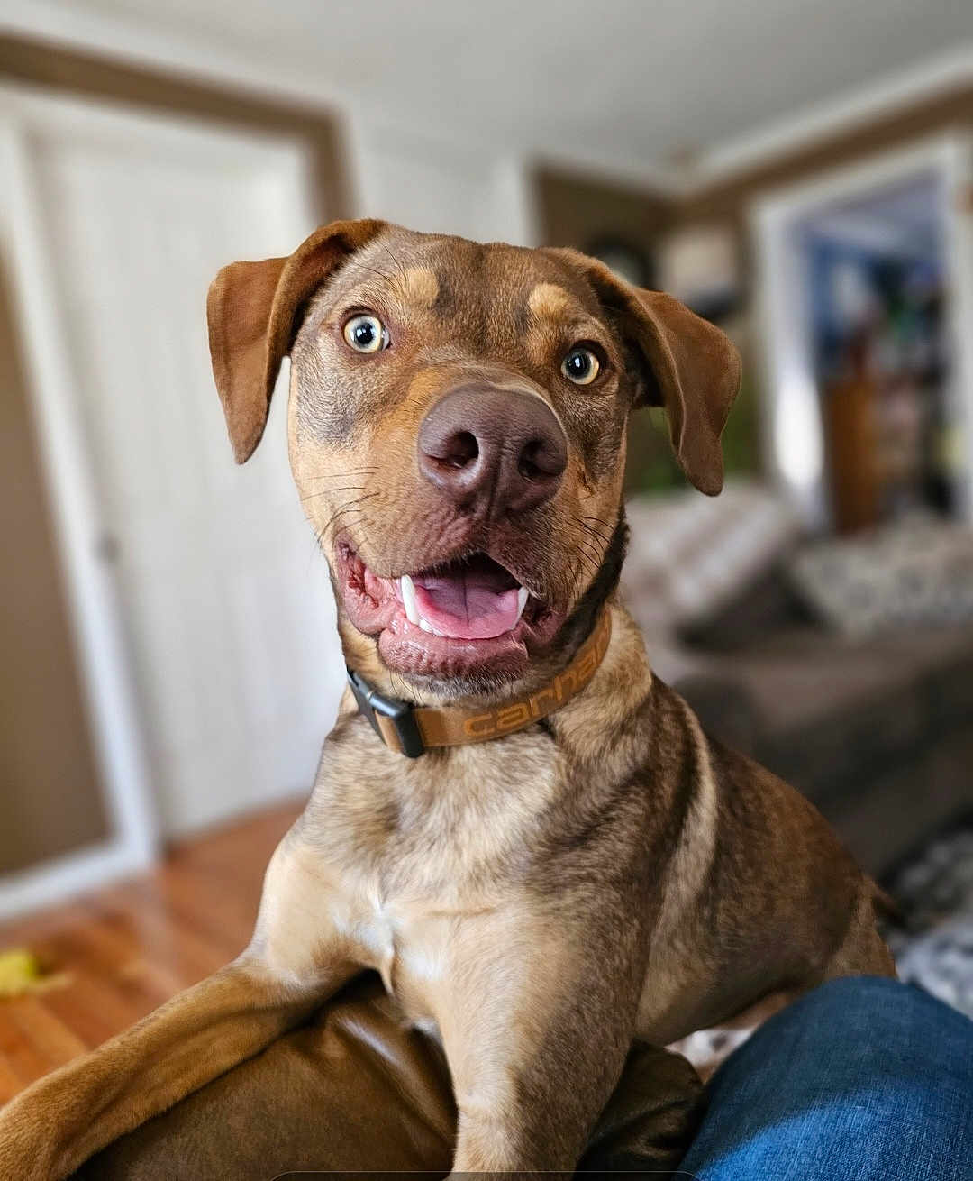 Gino