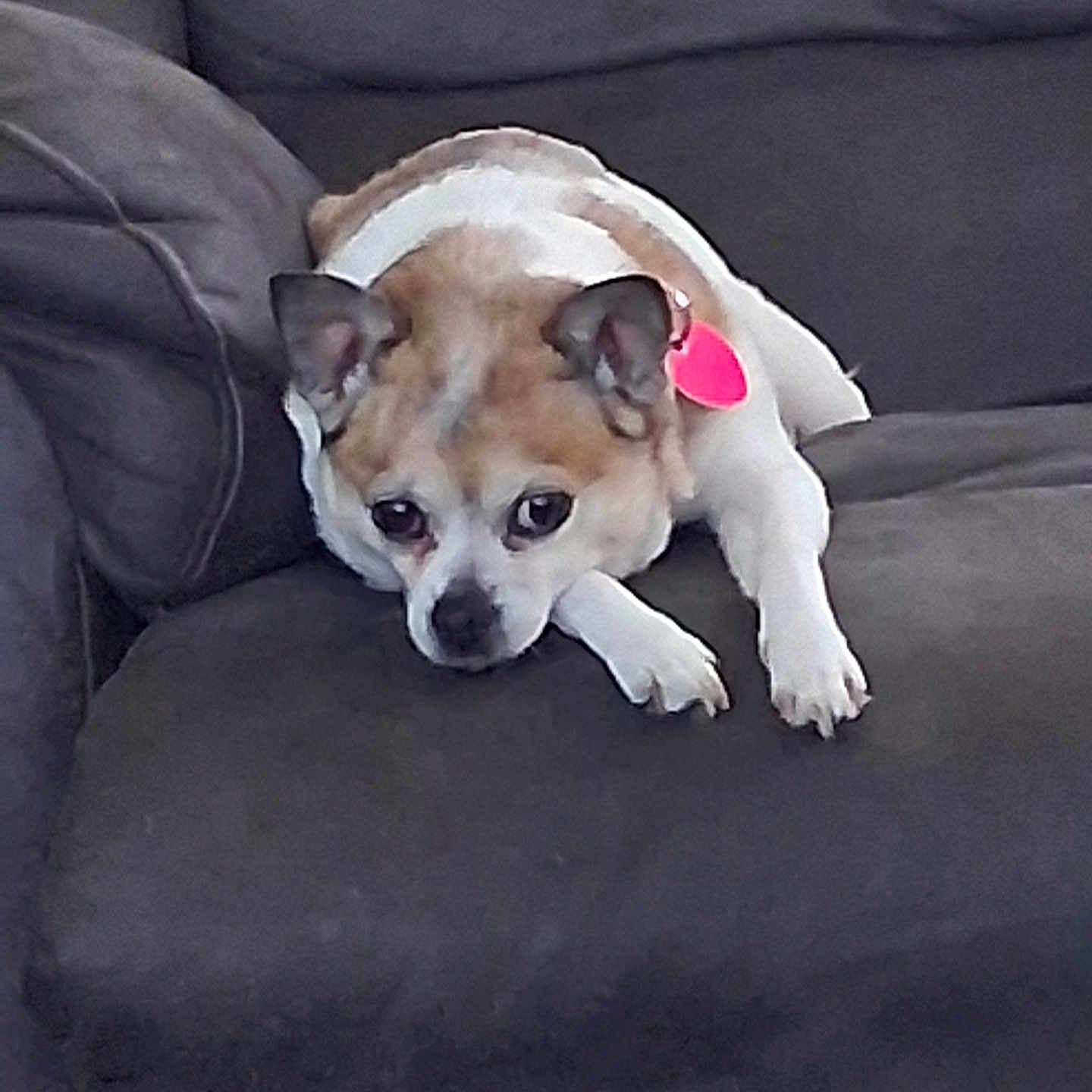 Victoria. Rayne is registered to the contest to win money with this photo: animal, brown_and_white, companion, couch, cozy, dog, domestic_animal, ears, face, fur, furniture, home, indoor, looking, paw, pet, relaxed, resting, small_dog, tag