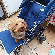 Igor participe au concours pour gagner de l'argent avec cette photo : accessories, animal, bed, canine, carriage, clothing, dog, furniture, glove, leash, machine, pet, puppy, spoke, strap, stroller, terrier, transportation, vehicle, wheel