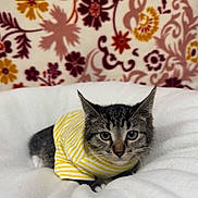 Luna is registered to the contest to win money with this photo: cat, kitten, tabby, striped_clothing, yellow, white_blanket, floral_background, pet, animal, cute, indoor, portrait, feline, young_animal, resting, soft_texture, cozy, small, ears, whiskers