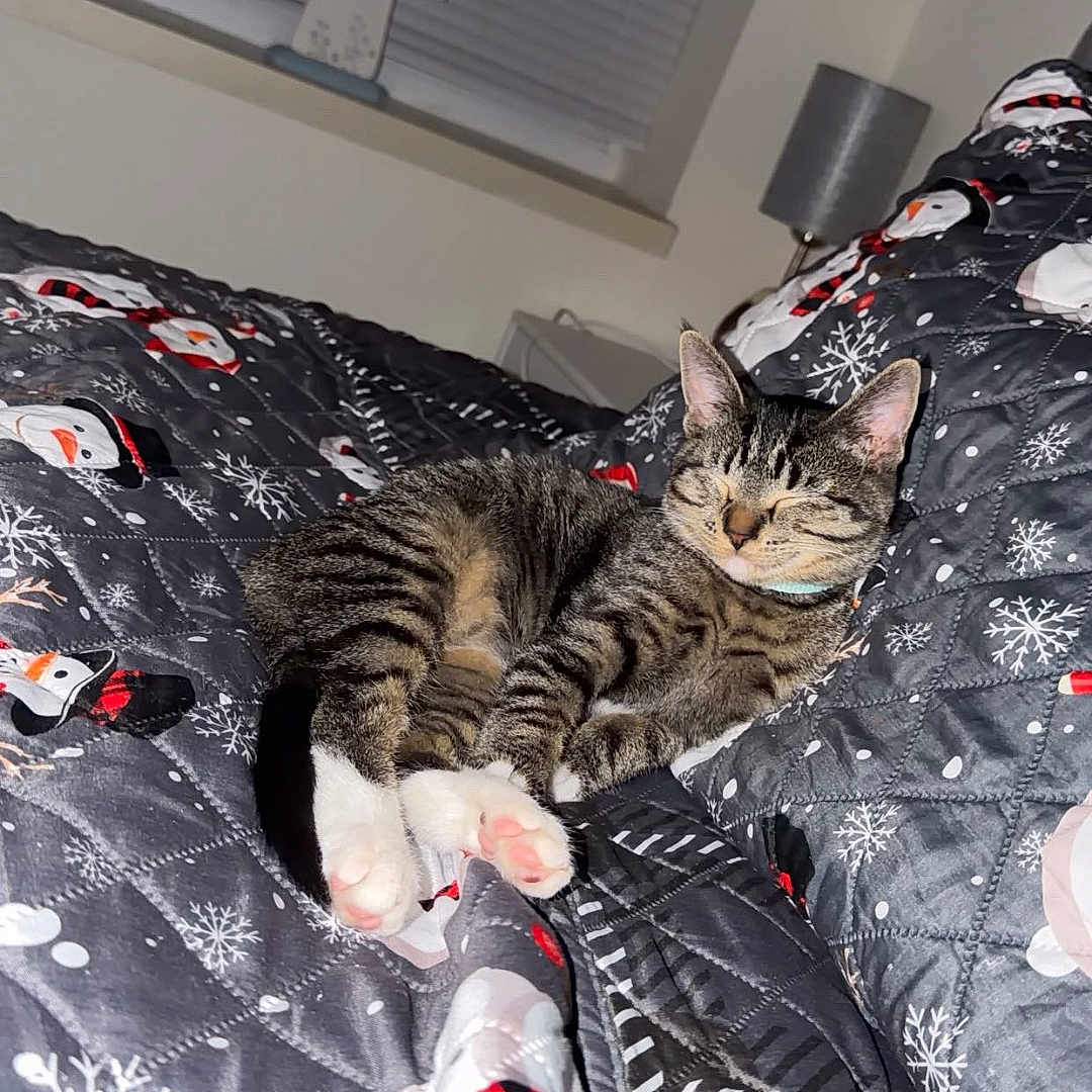 Luna joined the competition — help win amazing prizes! animal, bed, blanket, cat, collar, cozy, cute, decor, fur, indoor, lamp, paws, pet, resting, sleeping, snowflake, snowman, tabby, whiskers, window