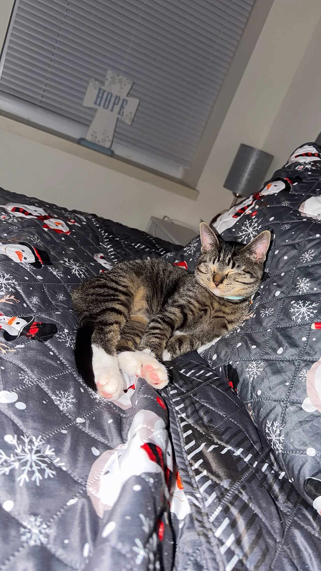 Luna joined the competition — help win amazing prizes! animal, bed, blanket, cat, collar, cozy, cute, decor, fur, indoor, lamp, paws, pet, resting, sleeping, snowflake, snowman, tabby, whiskers, window