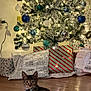 animal, cat, christmas_tree, collar, curious, decorations, festive, floor, holiday, home, indoor, kitten, lights, ornaments, packages, pet, presents, tabby, tree_skirt, wooden_floor