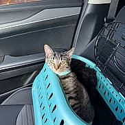 Luna is registered to the contest to win money with this photo: animal, black_bedding, car_interior, cat, collar, curious, daylight, feline, furniture, indoor, pet, pet_carrier, seat, seatbelt, tabby_cat, transport, travel, vehicle, window, yellow_eyes