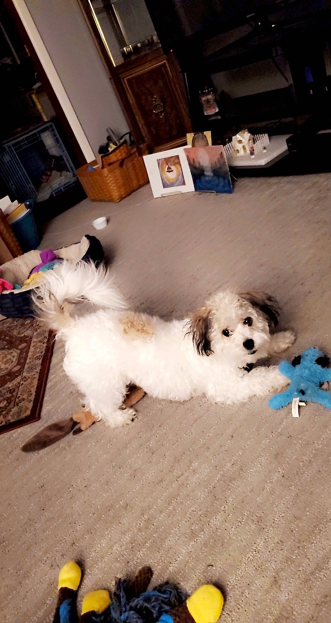 Gabe is registered to the contest to win money with this photo: canidae, carnivore, companion_dog, dog, dog_breed, dog_supply, driveway, flooring, fur, hardwood, maltepoo, picture_frame, road_surface, sidewalk, small_terrier, snout, tail, terrier, toy_dog, working_animal