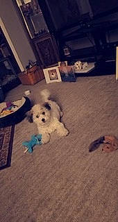 Gabe is registered to the contest to win money with this photo: canidae, carnivore, cloud, comfort, companion_dog, dog, dog_breed, floor, flooring, fur, metal, meteorological_phenomenon, sky, small_terrier, snout, sporting_group, square, terrier, toy_dog, working_animal