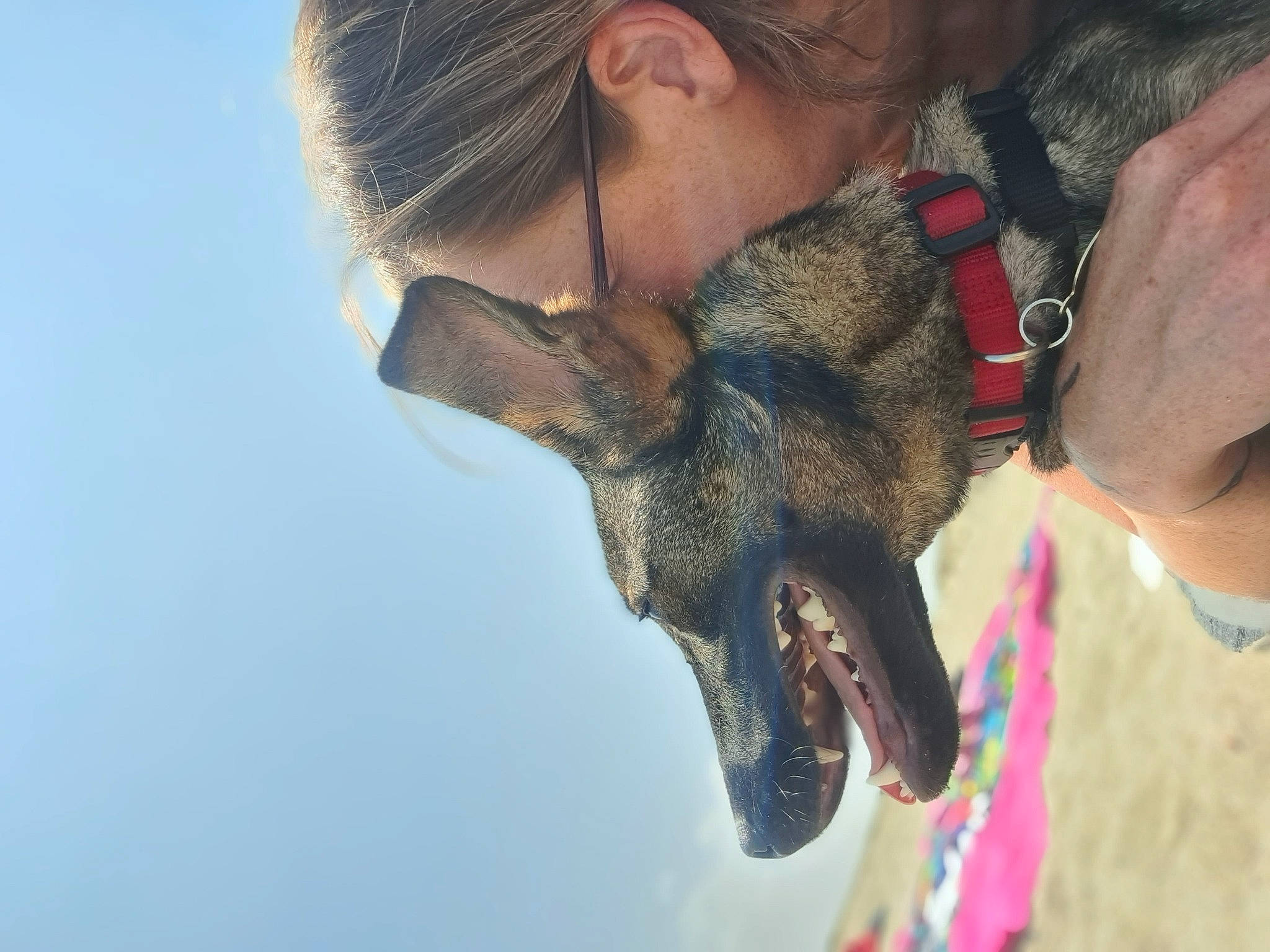 Kira a rejoint le concours — aidez-le/la à gagner de superbes lots ! canidae, carnivore, collar, dog, dog_breed, ear, eyewear, fawn, fun, fur, gesture, happy, jaw, leash, sky, smile, snout, sporting_group, working_animal, wrinkle