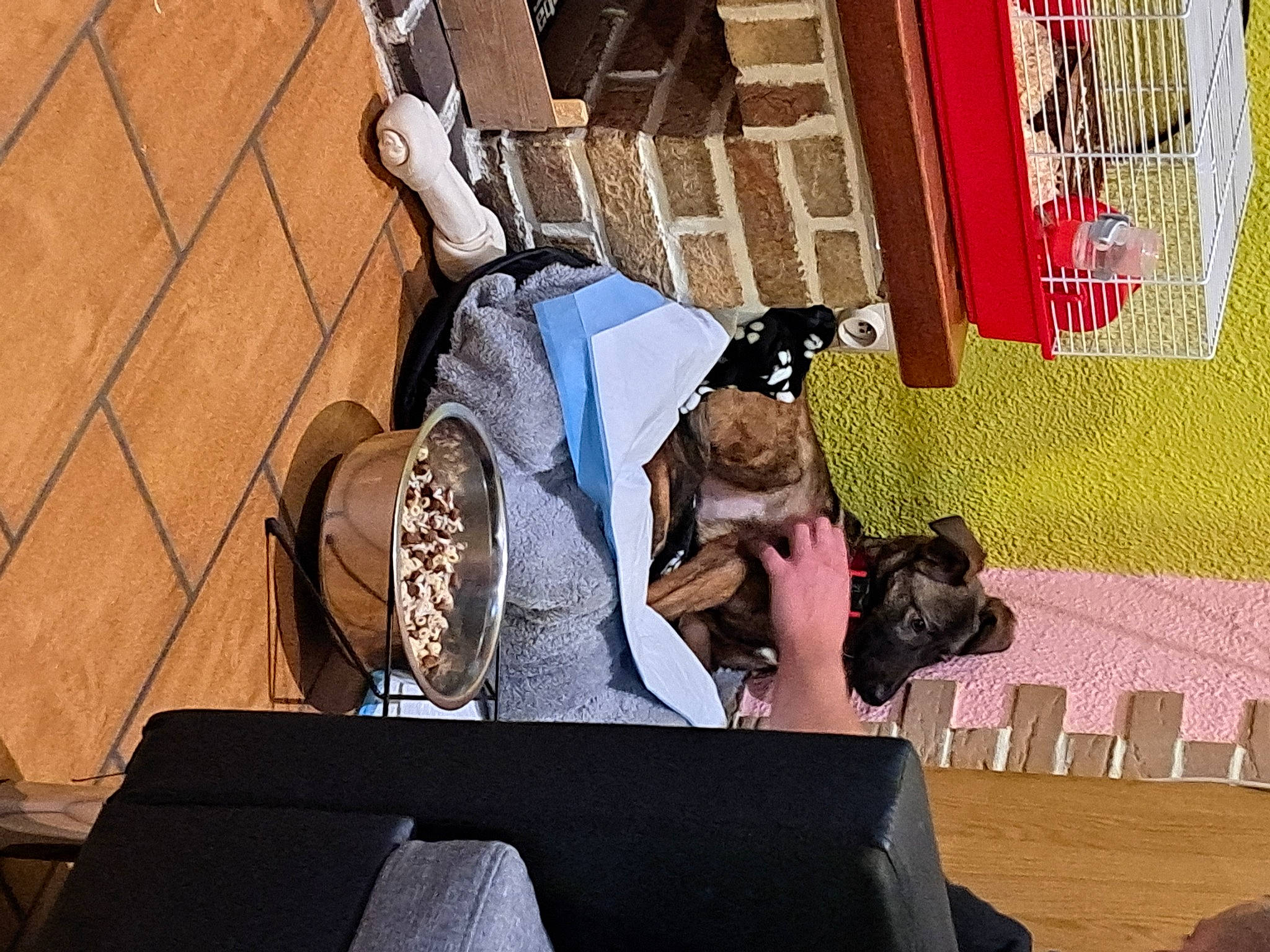 Kira a rejoint le concours — aidez-le/la à gagner de superbes lots ! backpack, bag, baggage, eyewear, fashion_accessory, flooring, fun, fur, leisure, linens, luggage_and_bags, magenta, room, shadow, sitting, street, vertebrate, visual_arts, wood