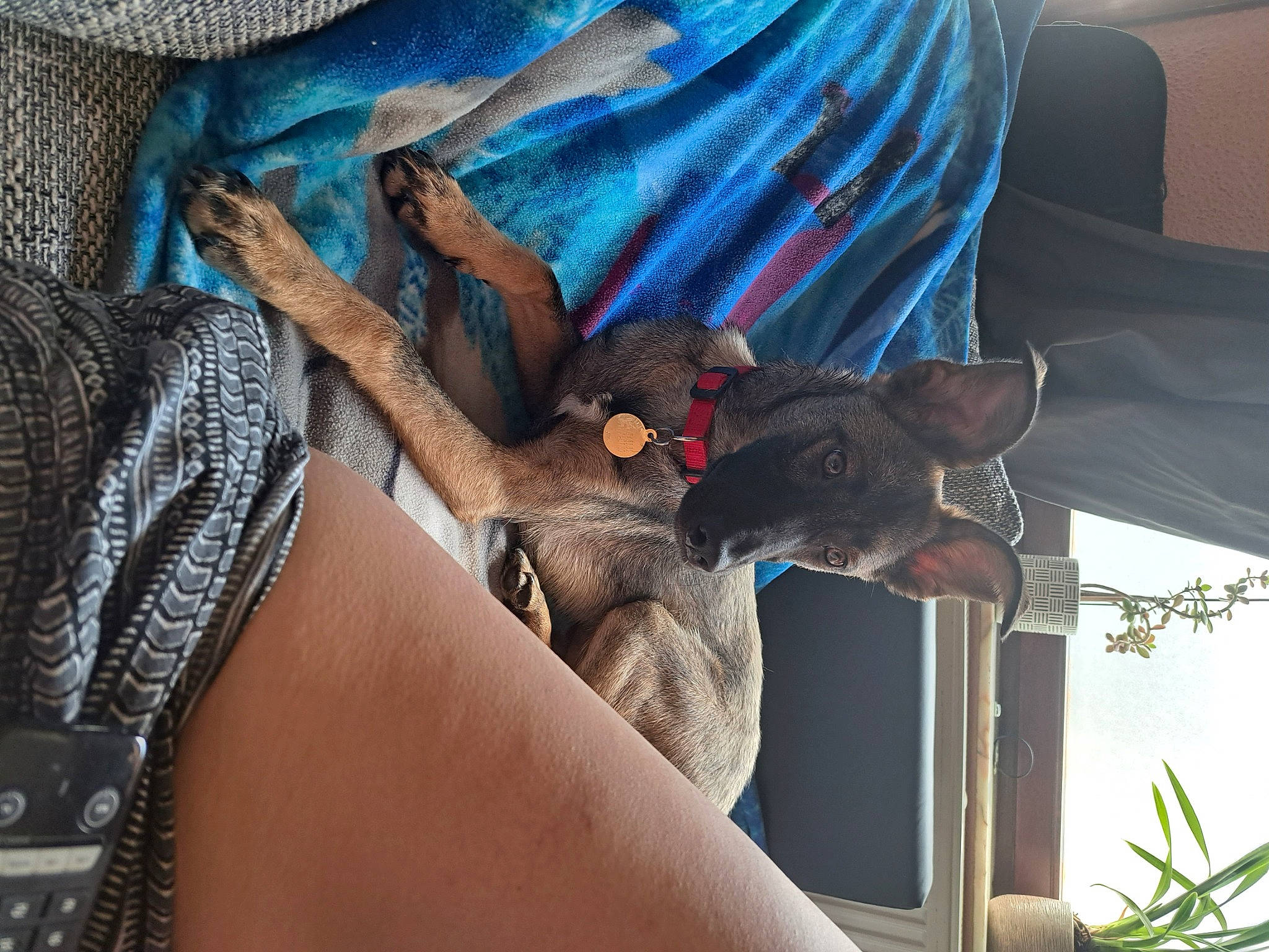 Kira a rejoint le concours — aidez-le/la à gagner de superbes lots ! carnivore, comfort, companion_dog, dog, dog_breed, elbow, electric_blue, fawn, felidae, foot, fur, human_leg, knee, lap, nail, nap, plant, sitting, thigh, wrist