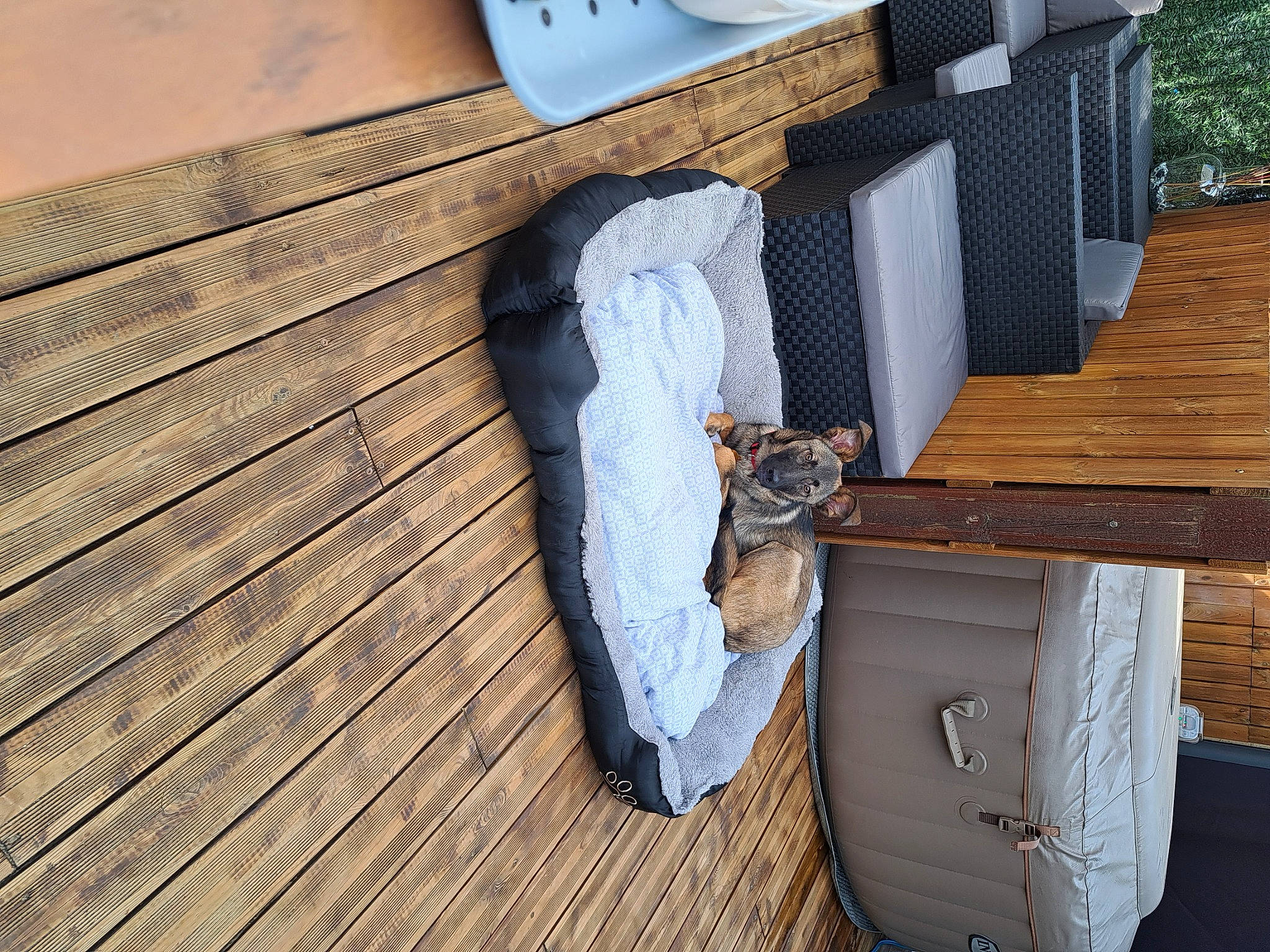 Kira a rejoint le concours — aidez-le/la à gagner de superbes lots ! deck, flooring, fur, hardwood, house, lumber, outdoor_furniture, pattern, plank, plywood, rectangle, room, siding, sitting, table, tail, varnish, wood, wood_flooring, wood_stain