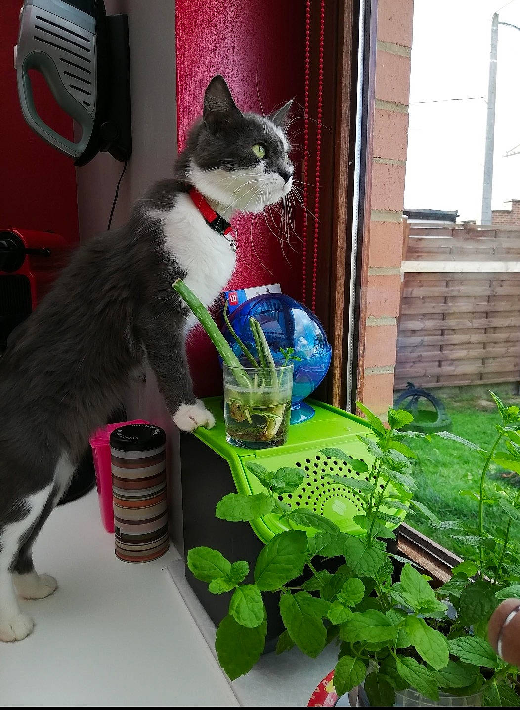 Chacha a rejoint le concours — aidez-le/la à gagner de superbes lots ! annual_plant, carnivore, cat, cat_supply, collar, domestic_short_haired_cat, felidae, fur, grass, green, herb, houseplant, leaf_vegetable, pet_supply, plant, small_to_medium_sized_cats, tail, terrestrial_plant, whiskers, window