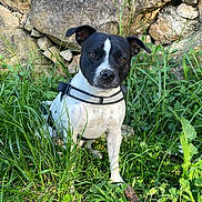 Chelsea a rejoint le concours — aidez-le/la à gagner de superbes lots ! dog, black_and_white, grass, outdoor, nature, stone_wall, pet, animal, canine, sitting, leash, harness, greenery, sunlight, plant, curious, alert, fur, ears, snout