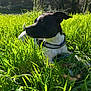 Chelsea a rejoint le concours — aidez-le/la à gagner de superbes lots ! dog, grass, outdoor, nature, sunlight, black_and_white, pet, canine, collar, greenery, animal, relaxing, daylight, field, closeup, mammal, leaf, park, summer, resting