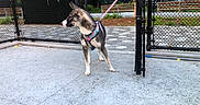 Bentley joined the competition — help win amazing prizes! dog, canine, pet, leash, harness, fence, concrete, side_view, outdoor, park, bench, greenery, urban, alert, standing, pavement, metal, daylight, animal, curious