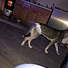 Bentley is registered to the contest to win money with this photo: dog, diaper, motion_blur, kitchen, floor, cabinet, stove, microwave, refrigerator, pot, bowl, wooden_floor, indoor, appliance, walking, blur, pet, household, countertop, tile_wall