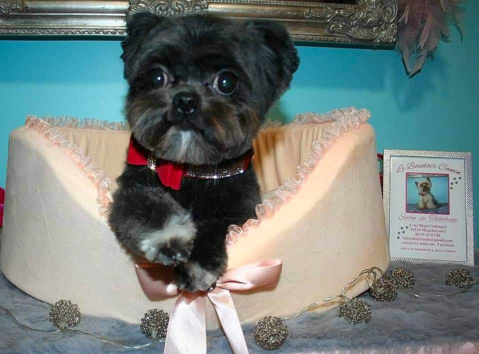 Nano participe au concours pour gagner de l'argent avec cette photo : blue, canidae, carnivore, companion_dog, dog, dog_breed, dog_collar, dog_supply, fawn, fur, maltepoo, pet_supply, picture_frame, reflex_camera, small_terrier, snout, sporting_group, terrier, toy_dog, working_animal