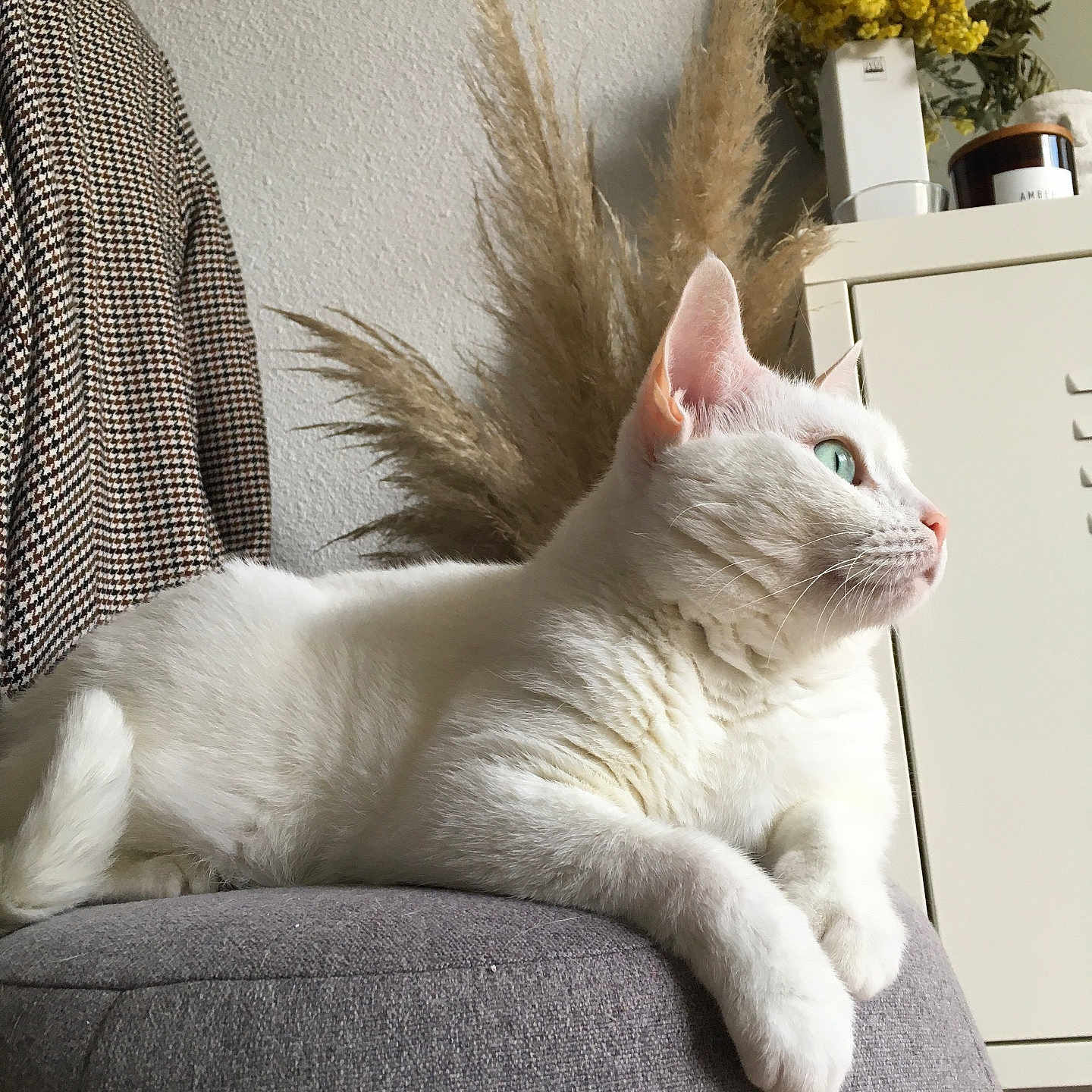 Idylle participe au concours pour gagner de l'argent avec cette photo : animal, calm, cat, cozy, cushion, decor, domestic_cat, feline, fur, furniture, green_eyes, houseplant, indoor, pampas_grass, pet, portrait, relaxed, resting, side_view, white_cat