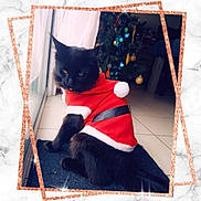 Urban a rejoint le concours — aidez-le/la à gagner de superbes lots ! cat, black_cat, santa_costume, christmas, christmas_tree, pet, animal, fluffy, long_hair, black_fur, red_clothing, holiday, festive, indoors, window, floor, ornaments, portrait, glitter_frame, sitting