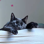 Maui is registered to the contest to win money with this photo: animal, bed, black_cat, calm, cat, cozy, cute, feline, fur, indoor, paws, pet, relaxing, resting, sleeping, soft_light, stars, stretching, wall, whiskers