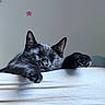 animal, bed, black_cat, calm, cat, cozy, cute, feline, fur, indoor, paws, pet, relaxing, resting, sleeping, soft_light, stars, stretching, wall, whiskers