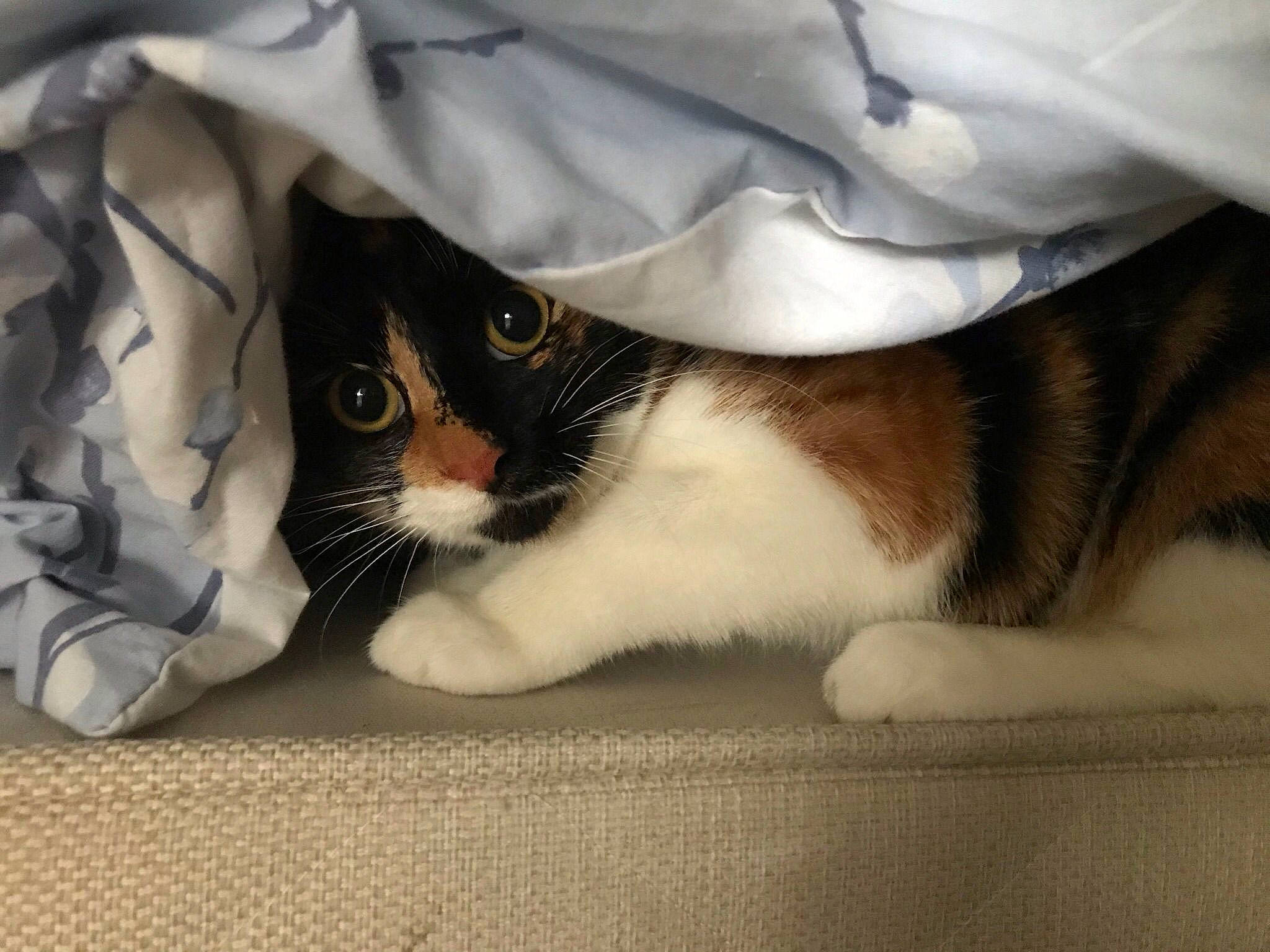 Bow is registered to the contest to win money with this photo: bedding, box, carnivore, cat, cat_supply, claw, comfort, domestic_short_haired_cat, eye, felidae, fur, iris, linens, packaging_and_labeling, paw, sleeve, small_to_medium_sized_cats, snout, tail, whiskers