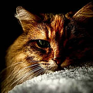 Trixye a rejoint le concours — aidez-le/la à gagner de superbes lots ! animal, cat, close_up, cozy, cute, dark_background, domestic_cat, ears, eyes, feline, fur, indoor, pet, portrait, relaxed, resting, sleepy, soft_texture, warm_lighting, whiskers