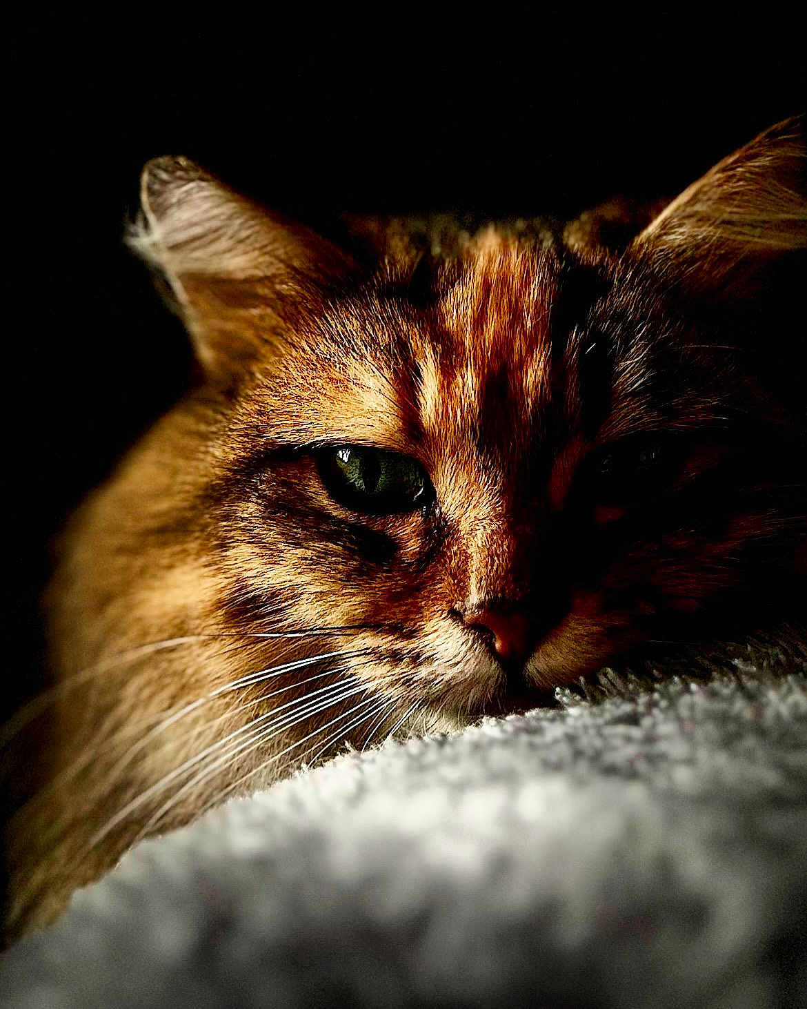 Trixye a rejoint le concours — aidez-le/la à gagner de superbes lots ! animal, cat, close_up, cozy, cute, dark_background, domestic_cat, ears, eyes, feline, fur, indoor, pet, portrait, relaxed, resting, sleepy, soft_texture, warm_lighting, whiskers