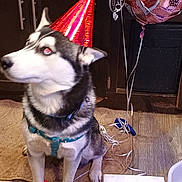 Precious joined the competition — help win amazing prizes! dog, husky, party_hat, balloons, birthday, indoor, floor, rug, wood_floor, cabinet, decorations, pet, celebration, leash, animal, canine, festive, red, pink, white