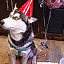 dog, husky, party_hat, balloons, birthday, indoor, floor, rug, wood_floor, cabinet, decorations, pet, celebration, leash, animal, canine, festive, red, pink, white