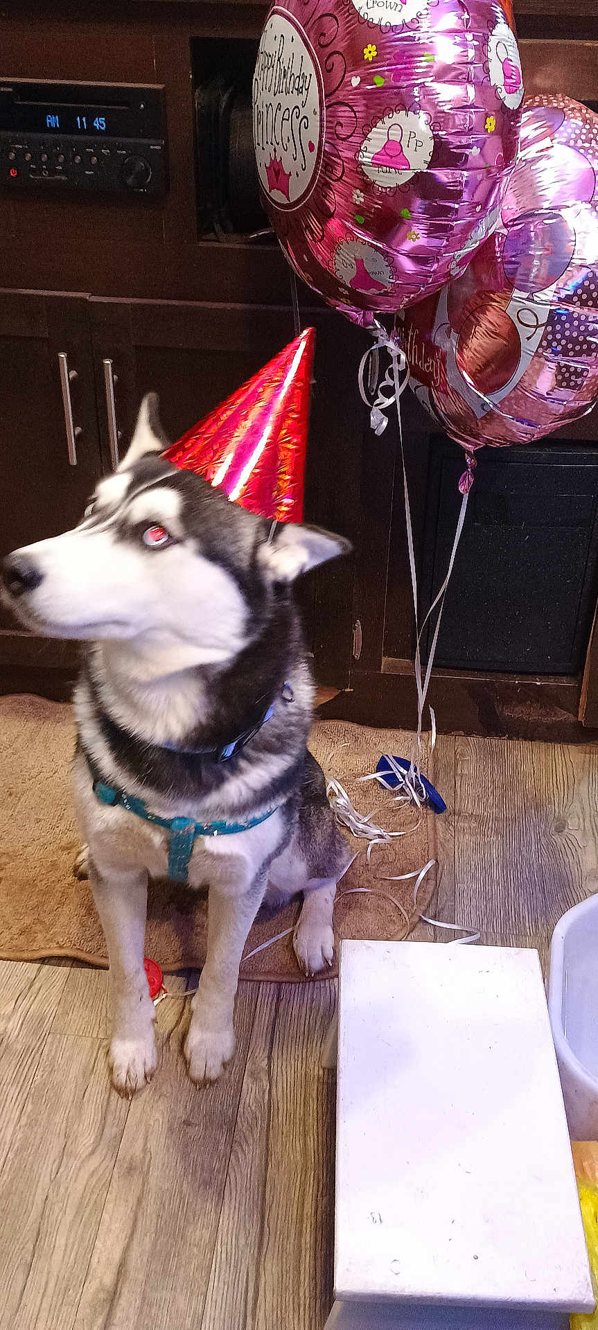 Precious joined the competition — help win amazing prizes! dog, husky, party_hat, balloons, birthday, indoor, floor, rug, wood_floor, cabinet, decorations, pet, celebration, leash, animal, canine, festive, red, pink, white