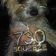 Teddy joined the competition — help win amazing prizes! dog, puppy, necklace, bling, jewelry, hand, fur, pet, cute, small_dog, accessory, shine, sparkle, black_background, closeup, portrait, animal, mammal, domestic_animal, fashion