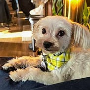Jasper is registered to the contest to win money with this photo: dog, white_dog, bandana, yellow_bandana, pet, indoor, cozy, fur, animal, cute, relaxed, looking_at_camera, floor, plants, furniture, warm_light, domestic, small_dog, companion, portrait